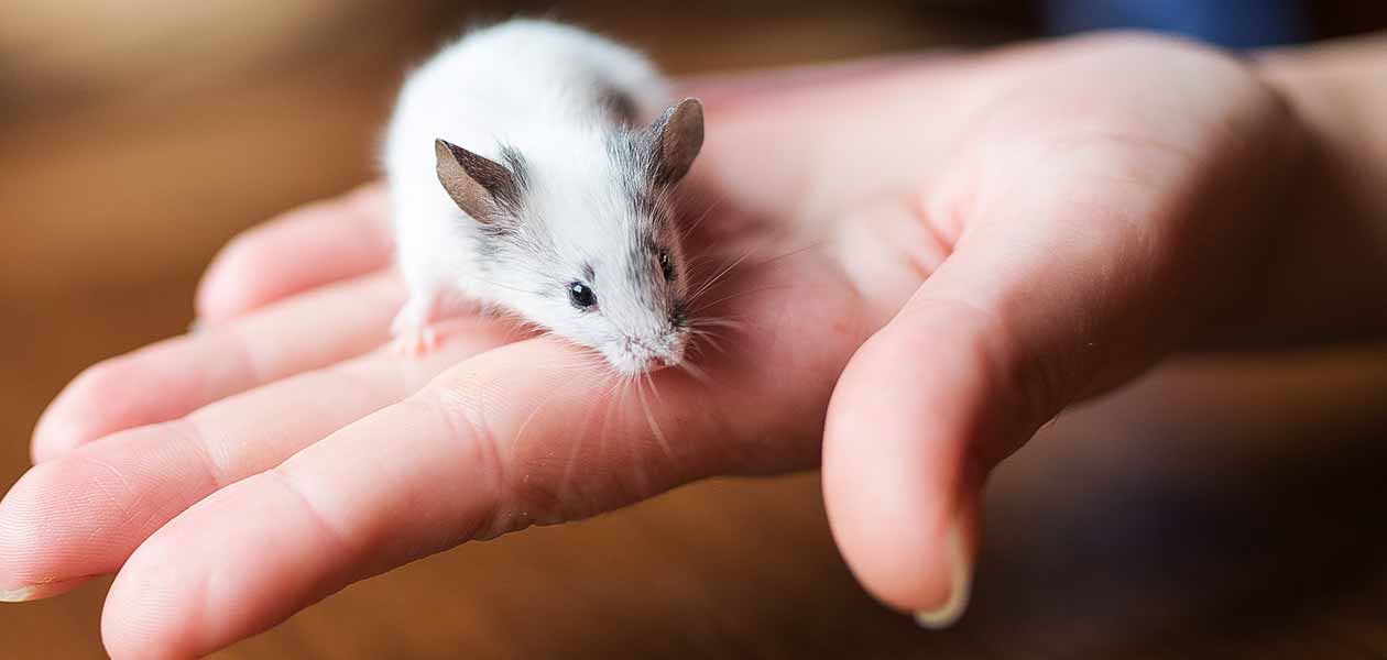 What can I Feed my pet mouse to keep him happy?