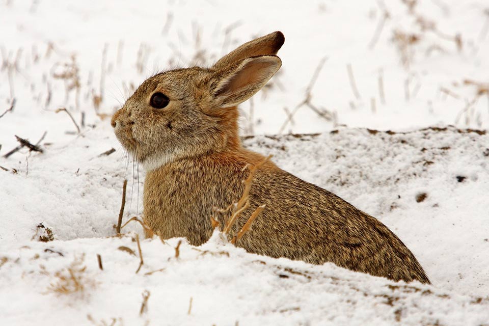 What can I feed wild rabbits in the winter time?