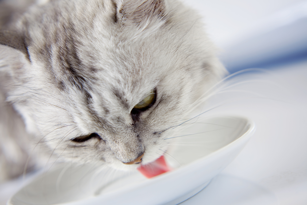 What can I give my cat to drink besides water?