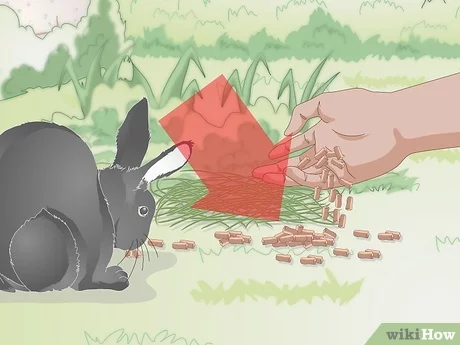 What can you feed a wild rabbit?