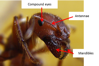 What can you learn about ant anatomy from a close-up view?