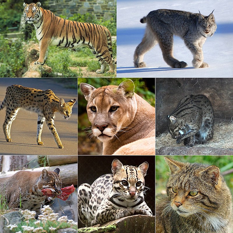 What cats are in the Felidae family?