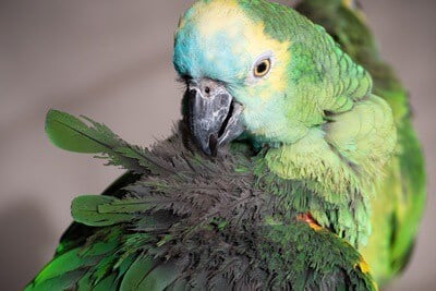 What causes a pet bird to die?