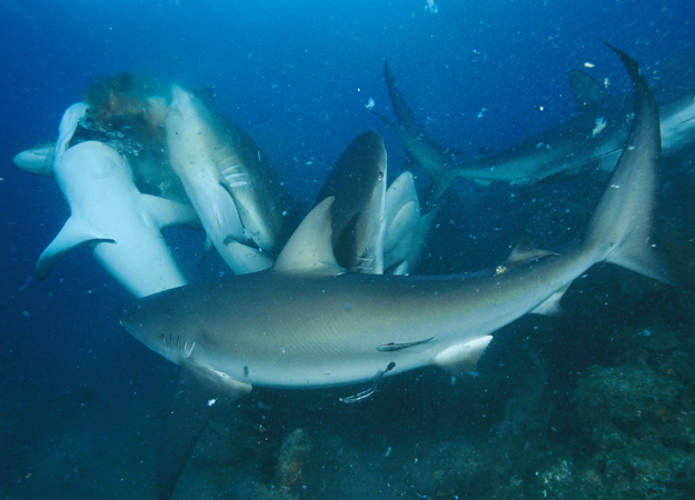 What causes a shark to go into a feeding frenzy?