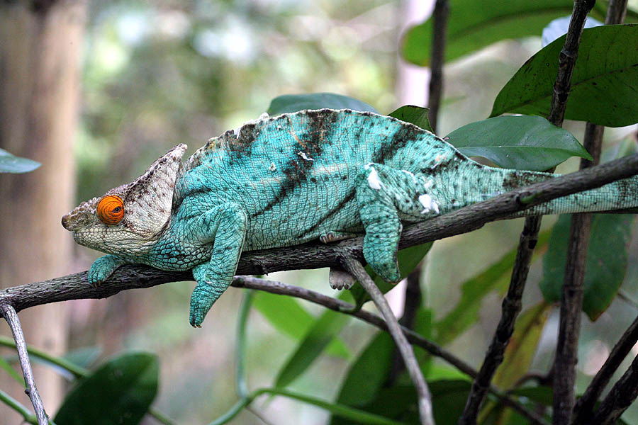 What chameleon has the longest lifespan? [2022] 🐬 | Animalia-life.club