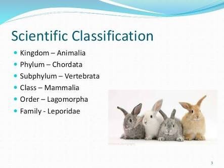 What classification is a rabbit?