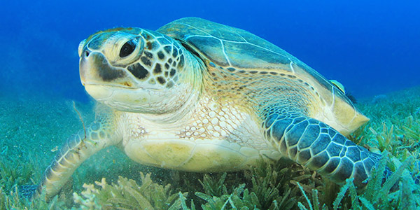 What color are green turtles?