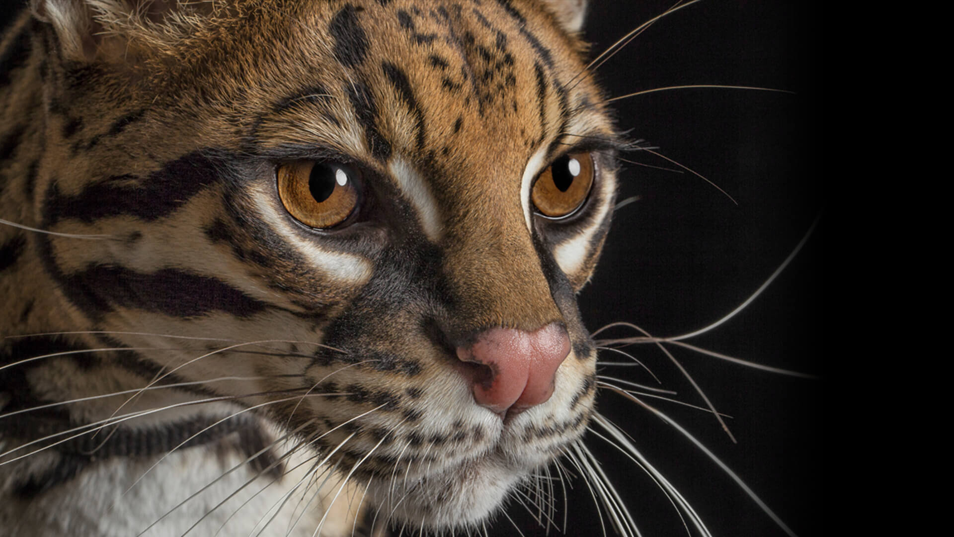 What color eyes do ocelots have?