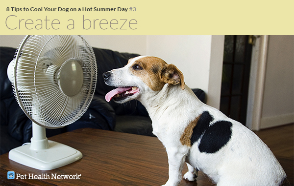 What cools down dogs instead of sweating?