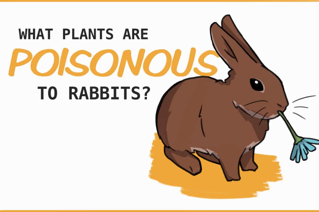 What could poison a rabbit?