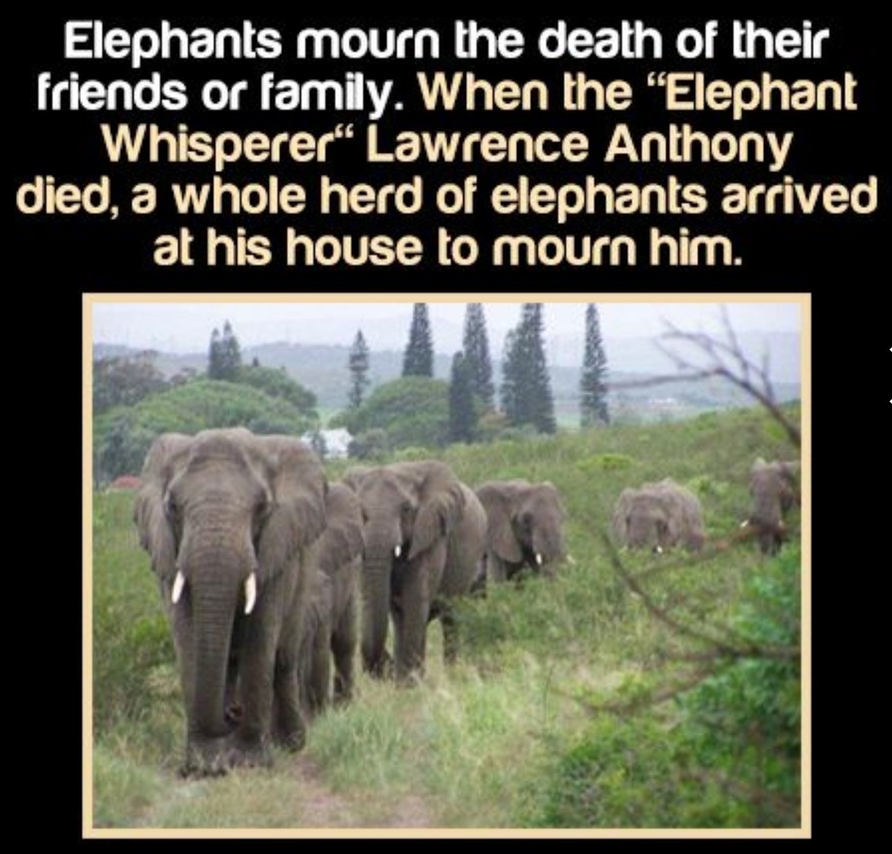 What did elephants do when Lawrence died?