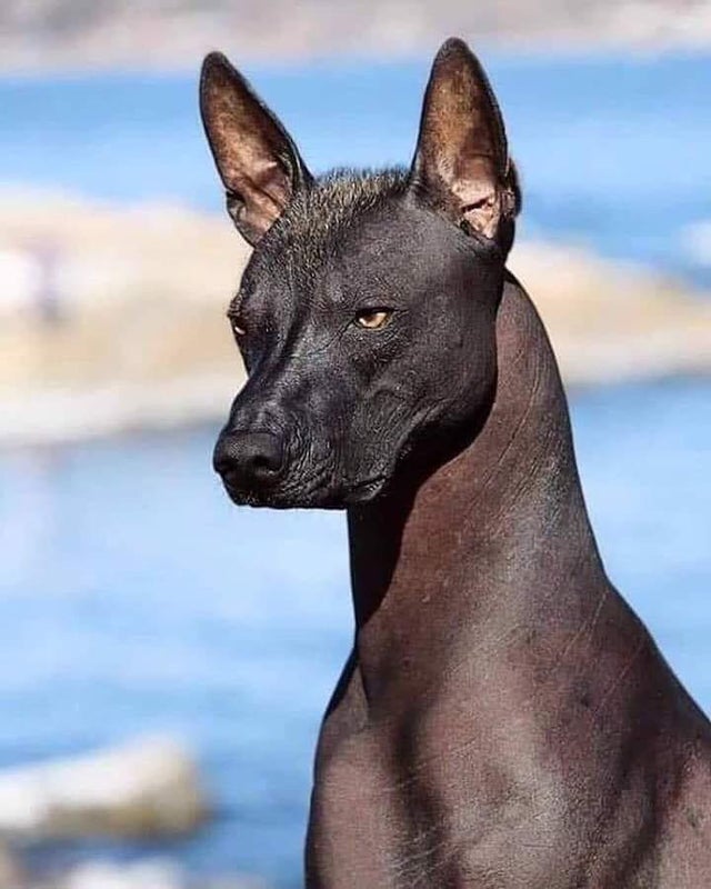 What did the Aztec culture believe about Xoloitzcuintli?