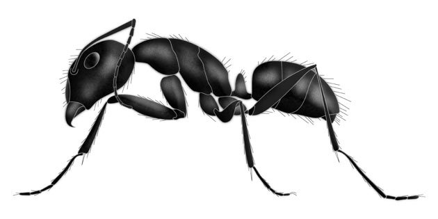 What do ants look like?