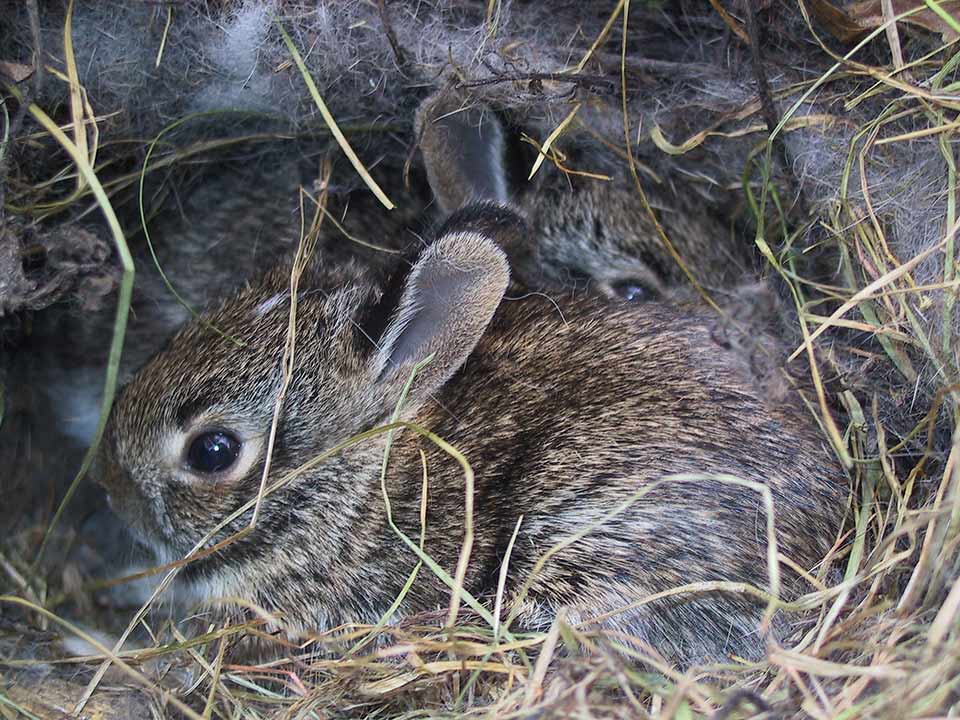 What do baby bunnies look like when they leave the nest?