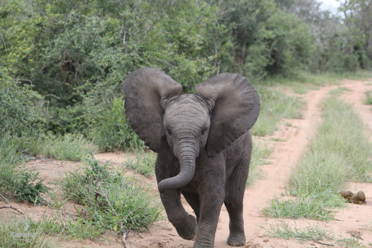 What do baby elephants like to do?