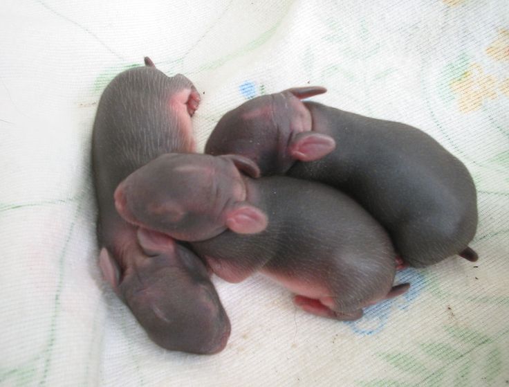 What do baby rabbits look like when they are born?