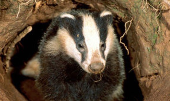 What do Badgers use to make their homes?