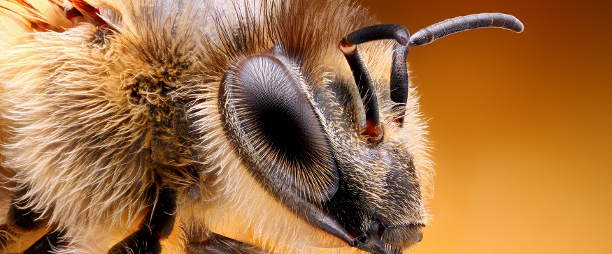 What do bees compound eyes look like?