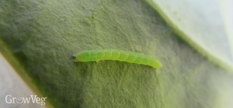 What do cabbage caterpillars eat?