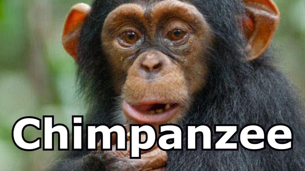 What do chimpanzees sound like?