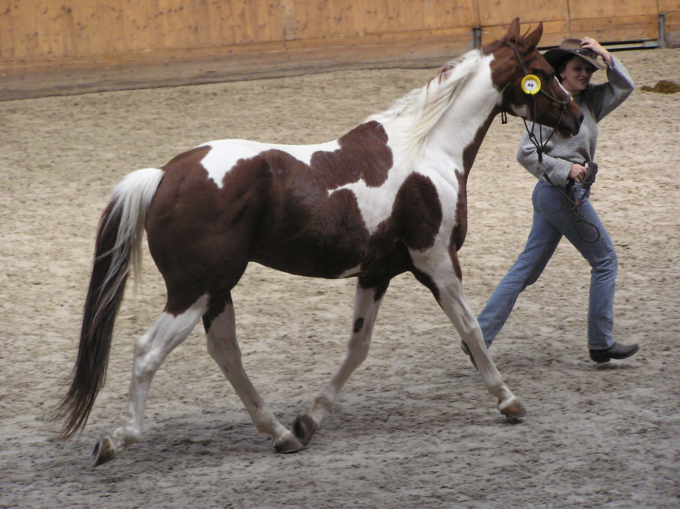 What do cowboys call a piebald horse?