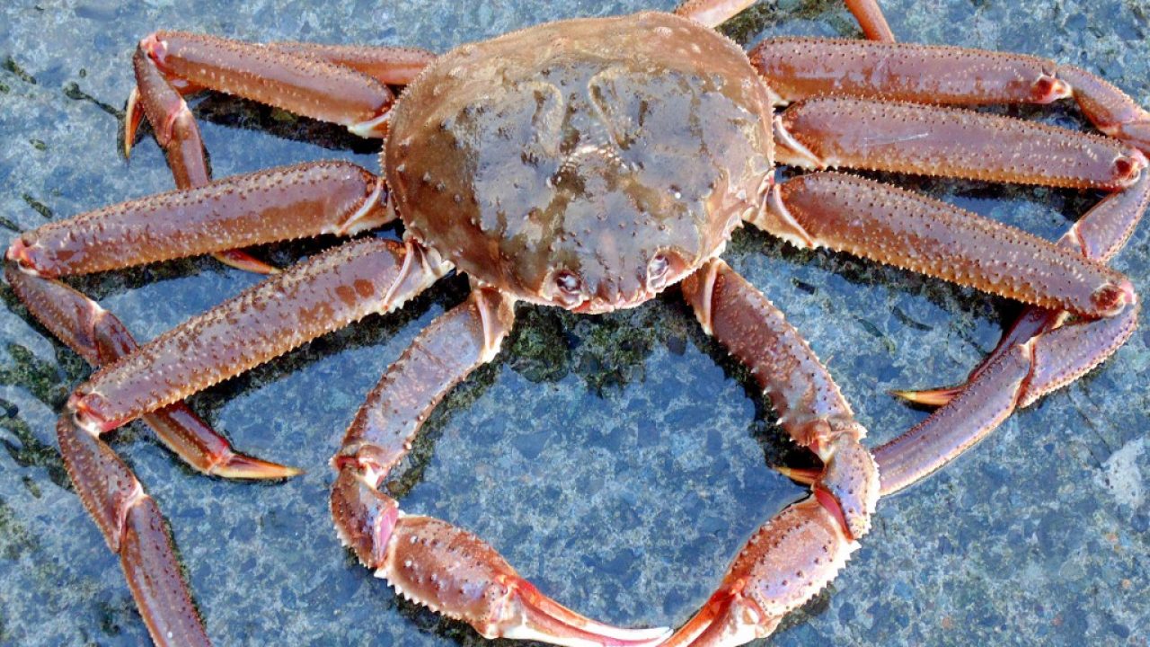 What do crabs in the ocean look like?