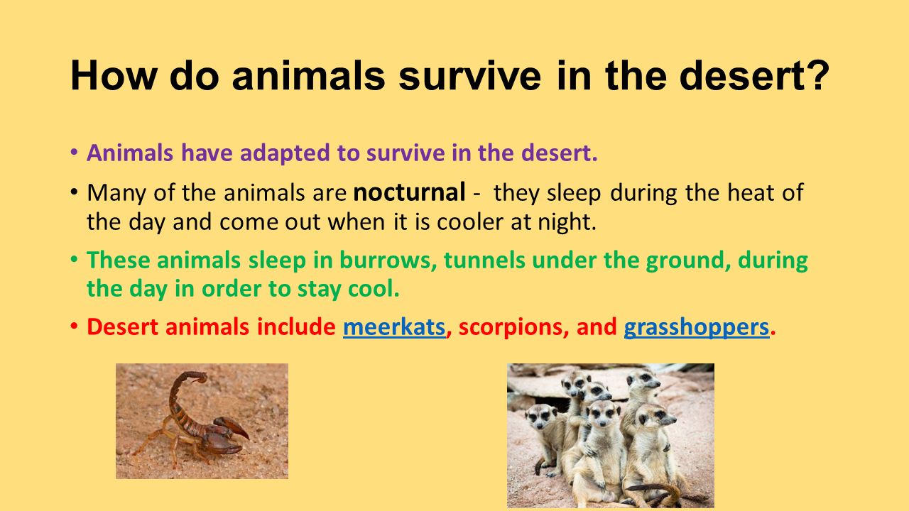 What do desert animals use to survive in the desert?