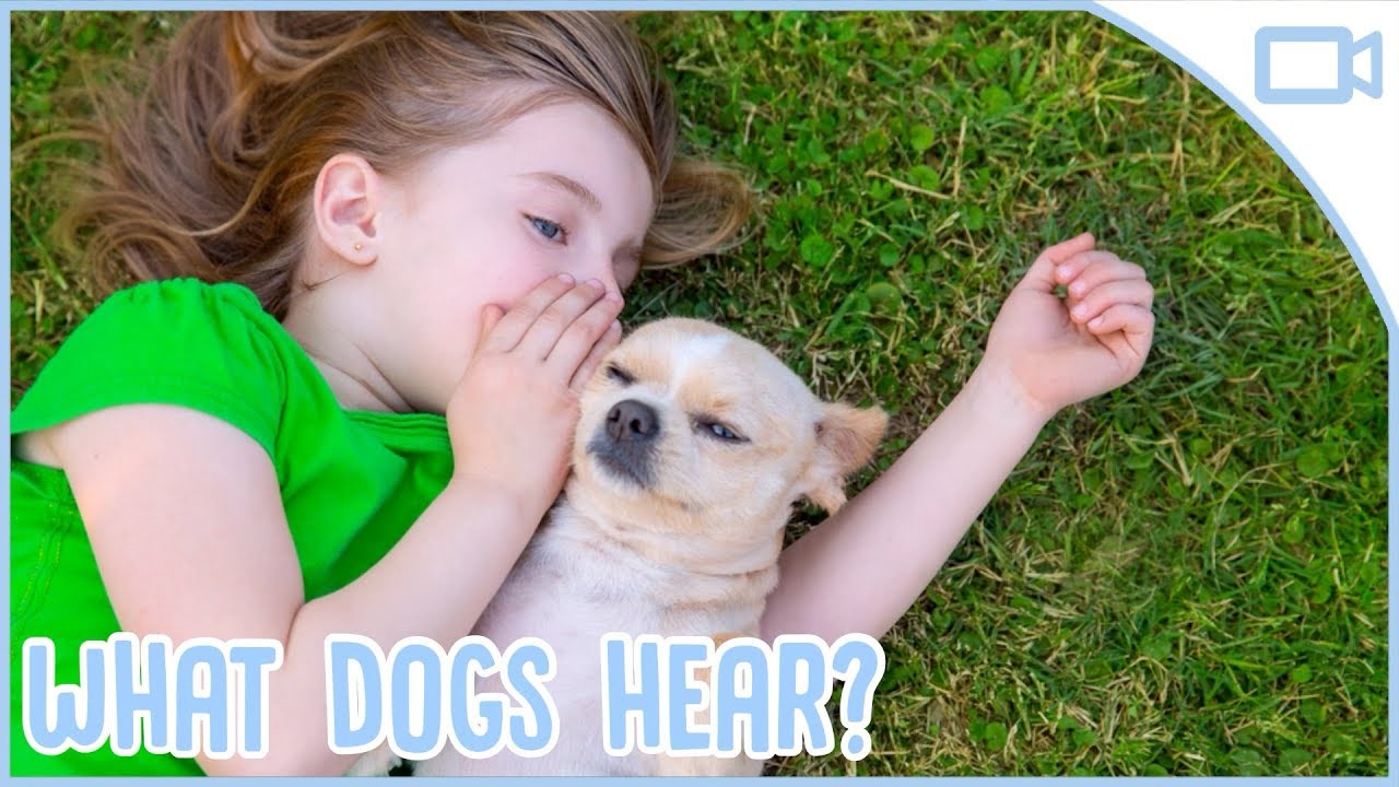 what-do-dogs-hear-when-humans-talk-2022-animalia-life-club