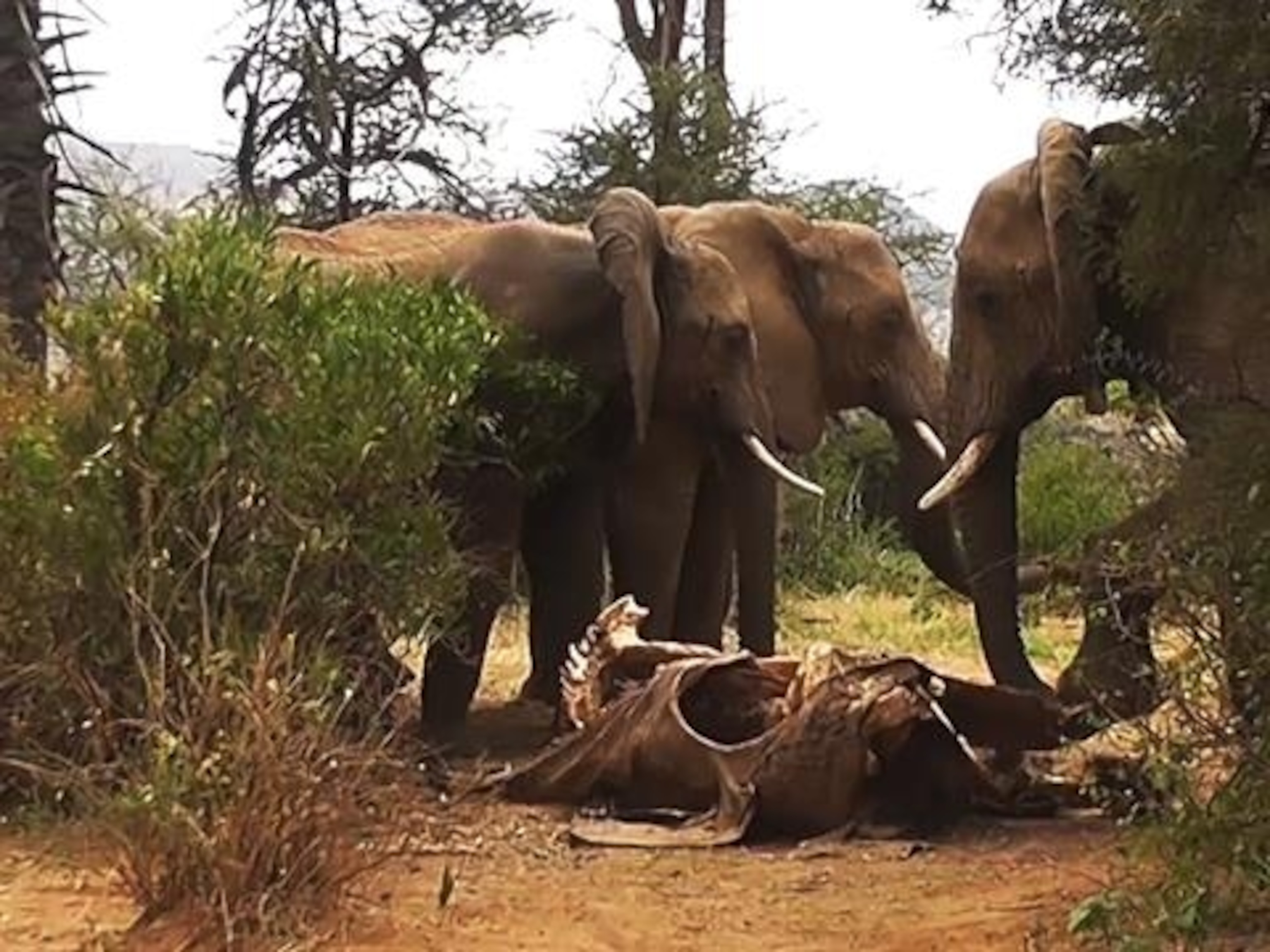 What do elephants do when one of the herd dies?