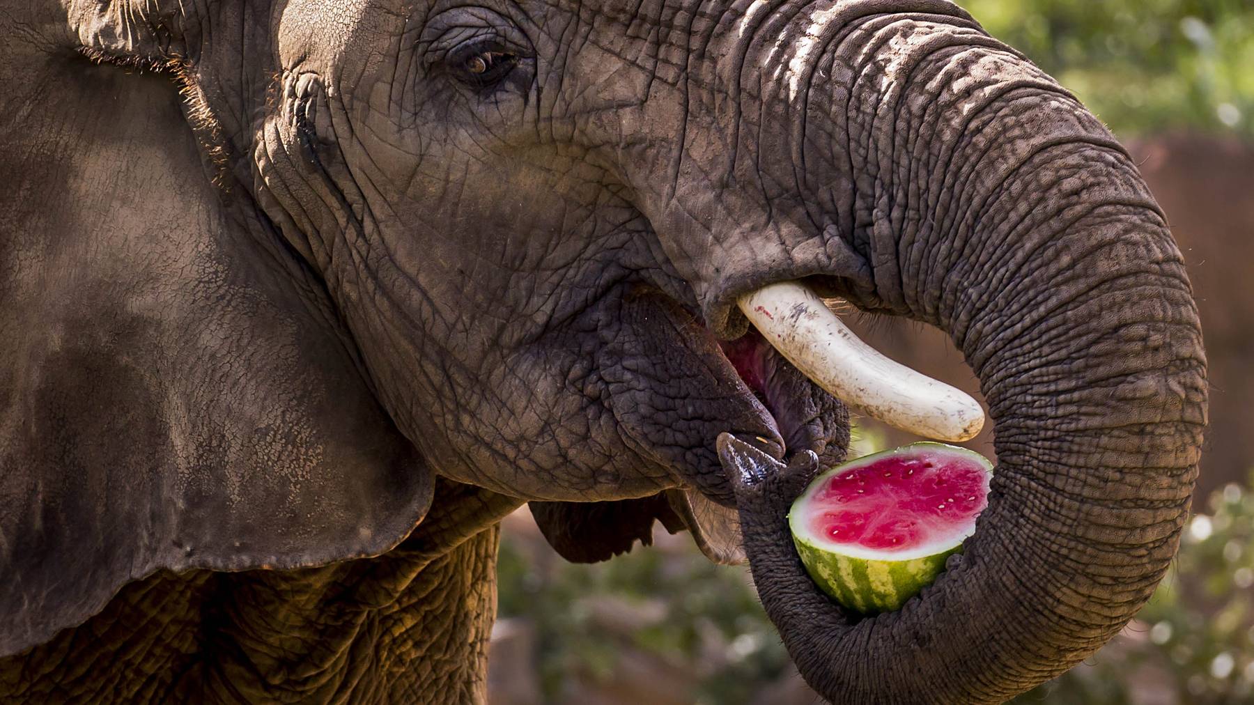 What do elephants drink and eat?