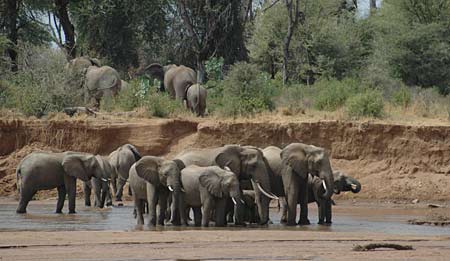 What do elephants travel in groups?