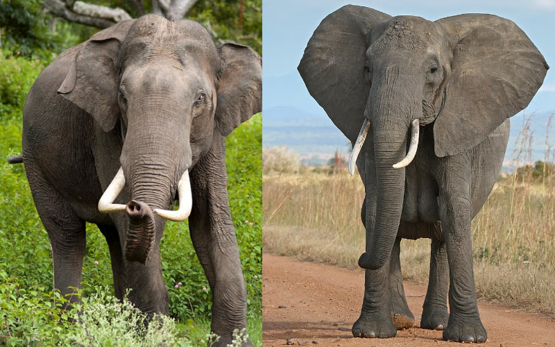 What do elephants use their trunks for kids?