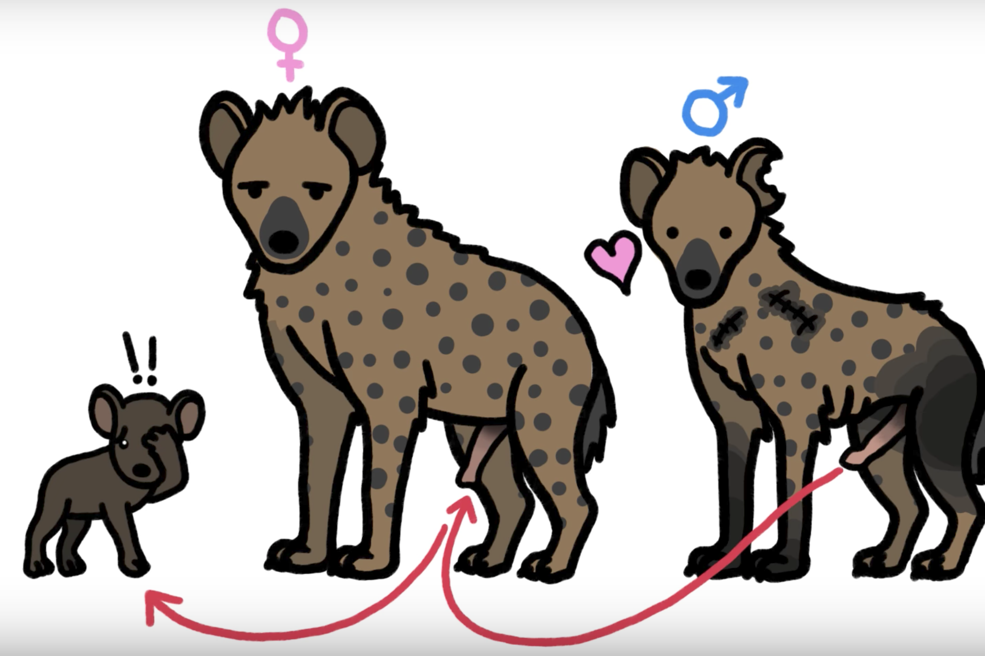 What do female hyenas do to male hyenas?
