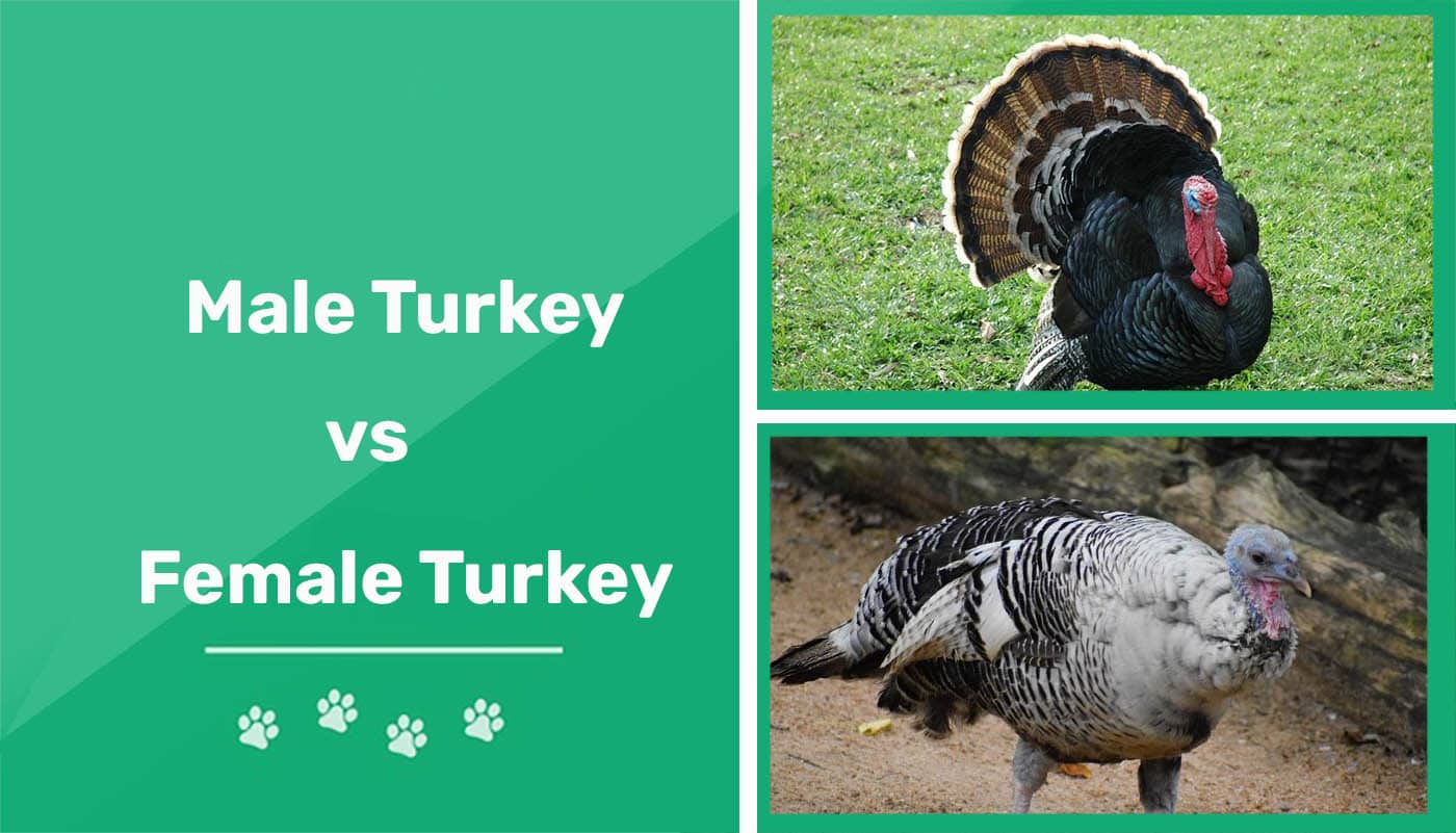 What do female turkeys say?