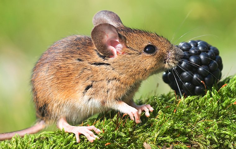 What do field mice eat?