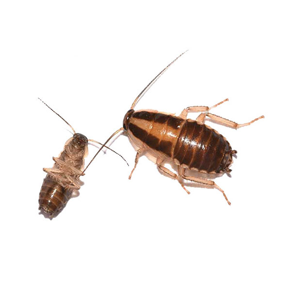 What do field roaches look like?