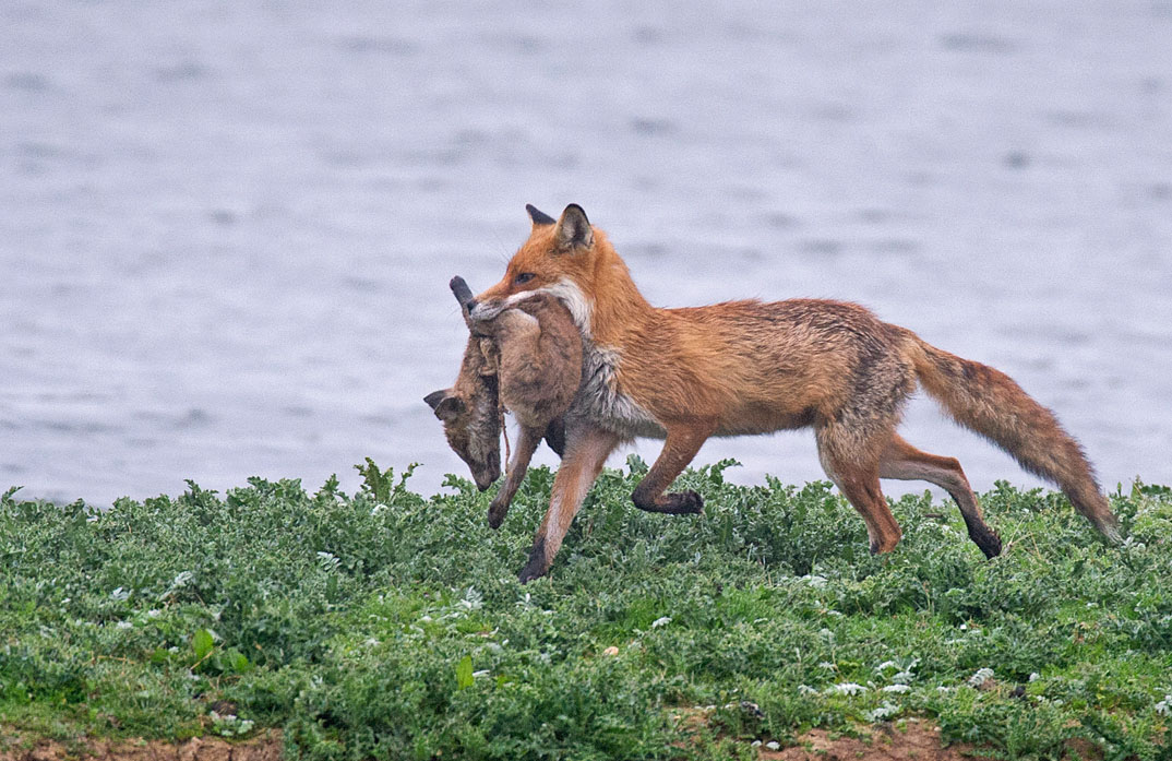 What do foxes do with their babies?