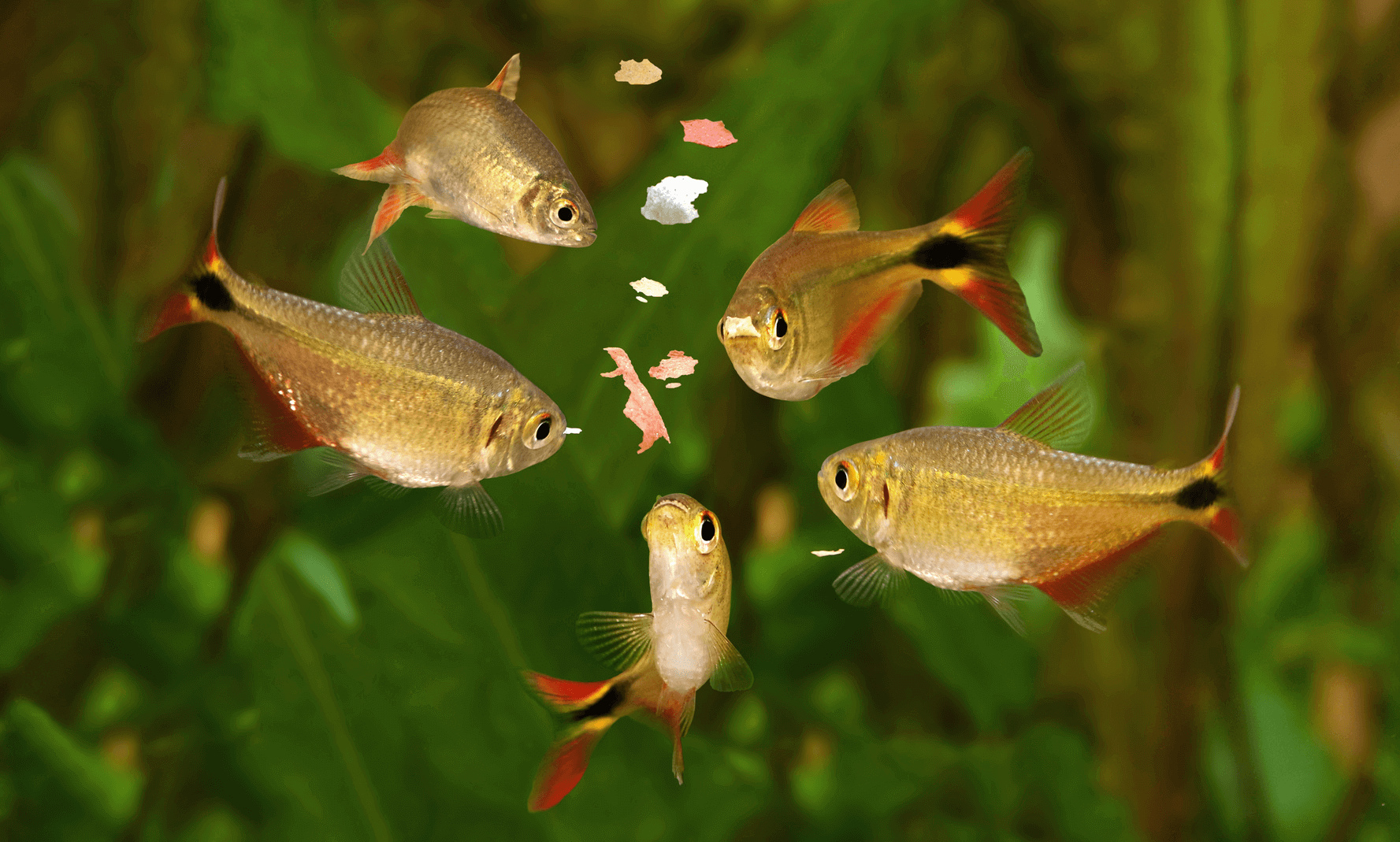 What do freshwater fish eat in the wild?