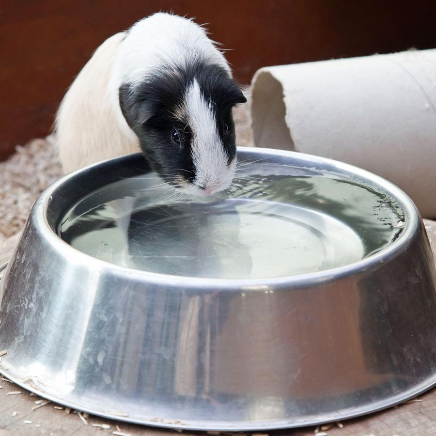 What do guinea pigs drink water out of?