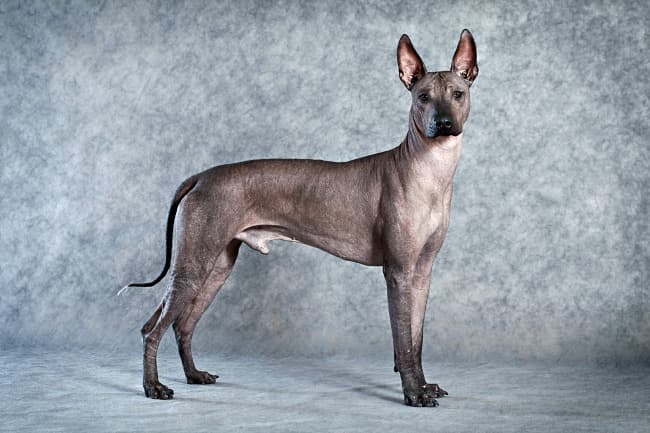 What do hairless dogs lack?