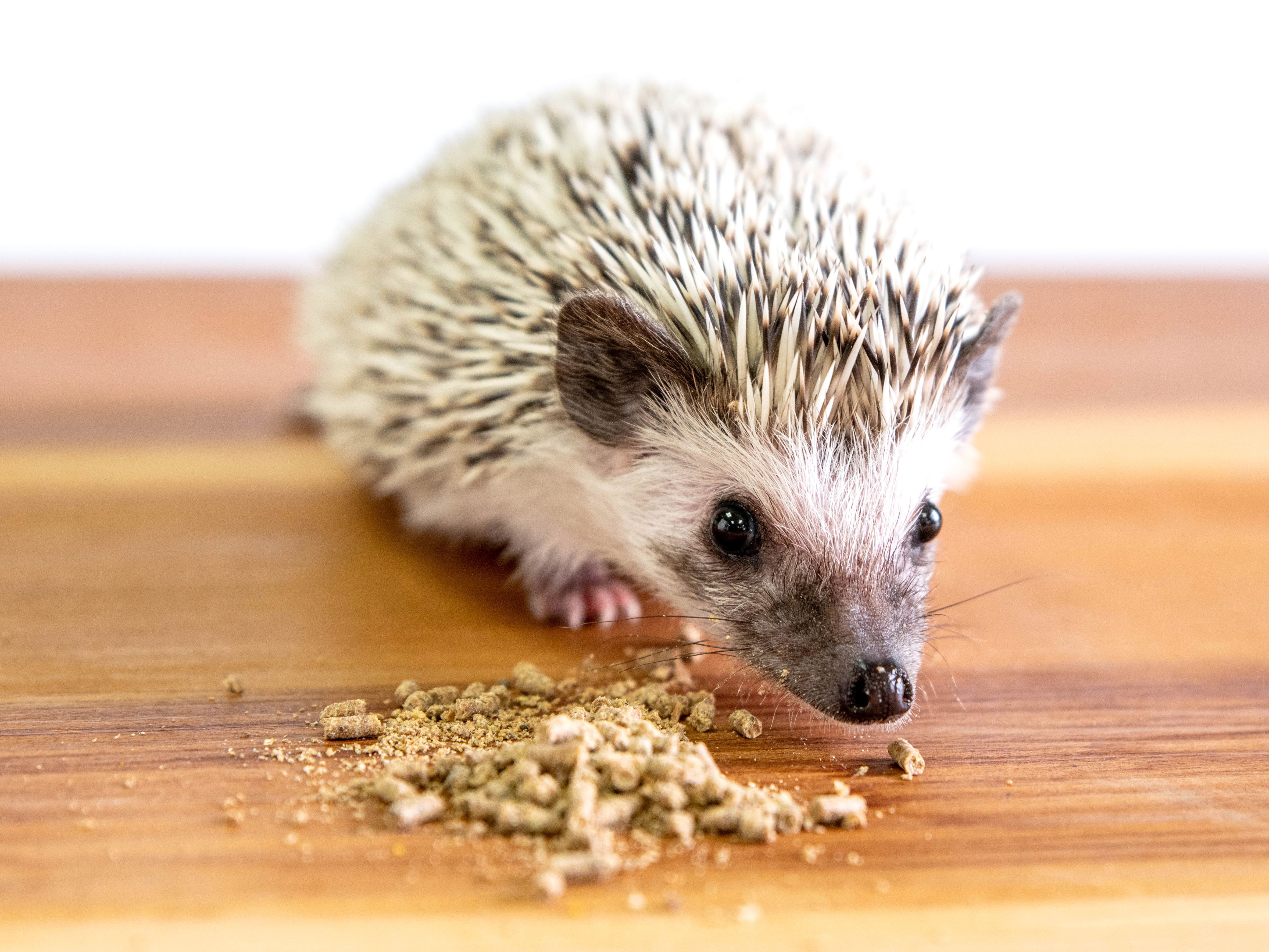 What do hedgehogs like to eat the most?