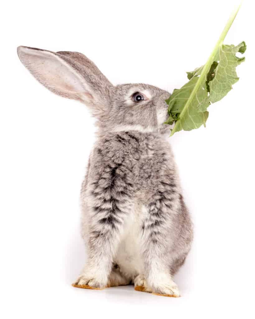 What do I do if my rabbit eats a toxic plant?