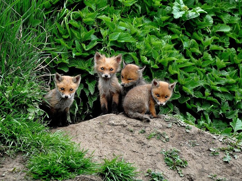 What do I do with fox cubs in my garden?