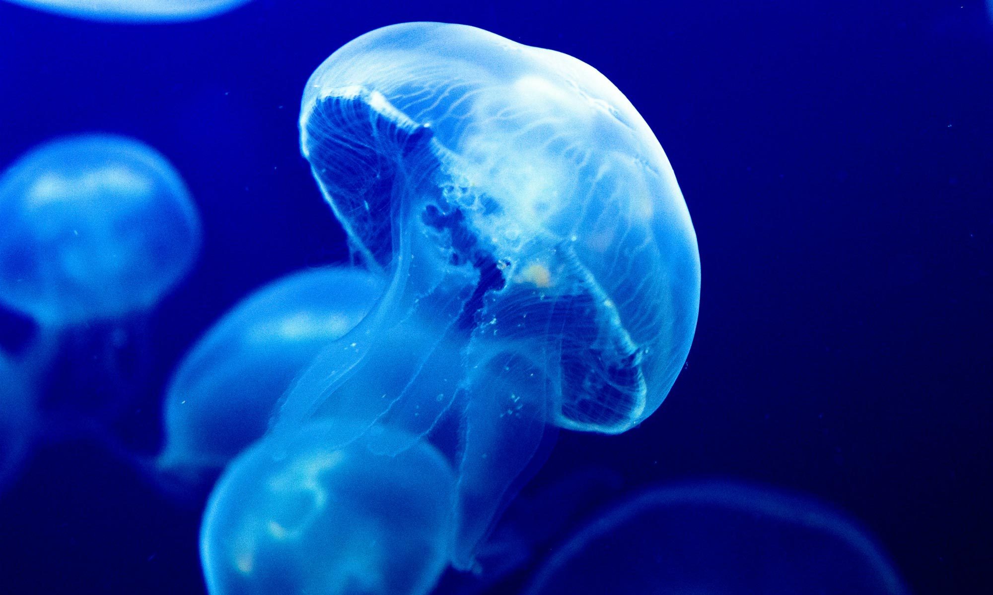 What do jellyfish have that humans don t?