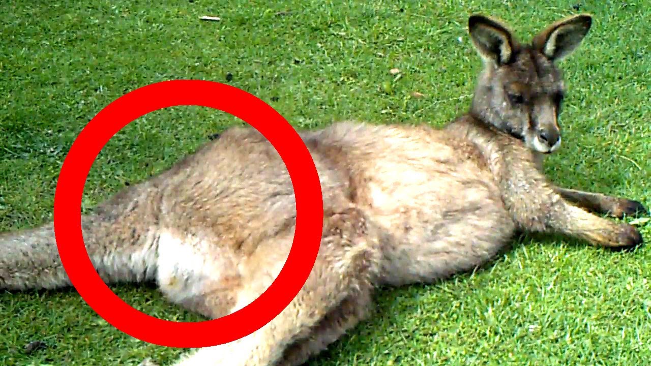 What do kangaroos fart?