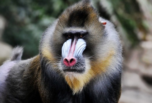 What do mandrills do during the day?