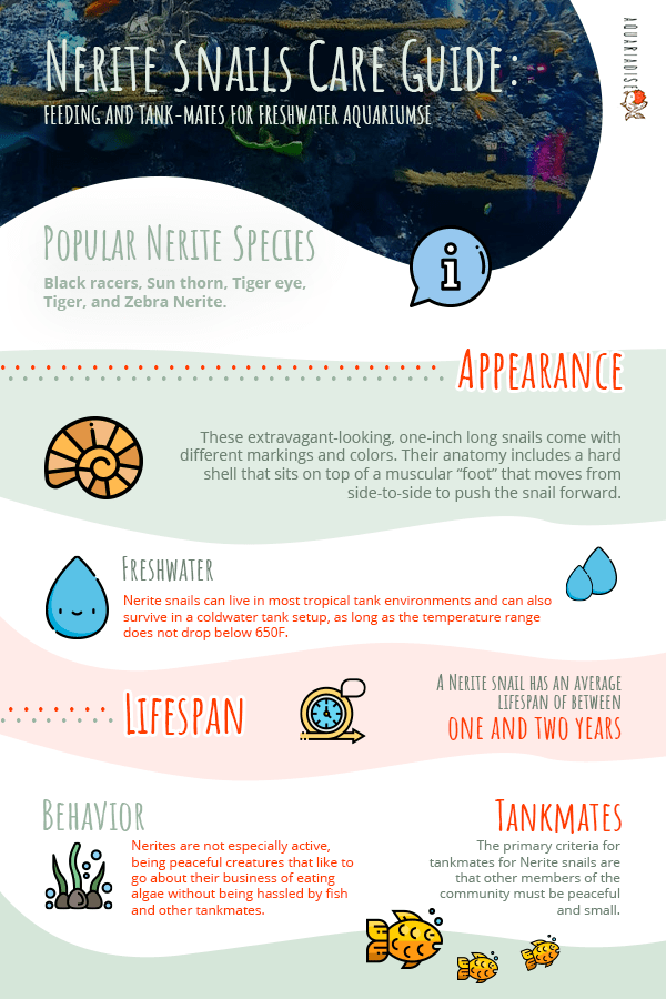 What do Nerite snails need to survive?