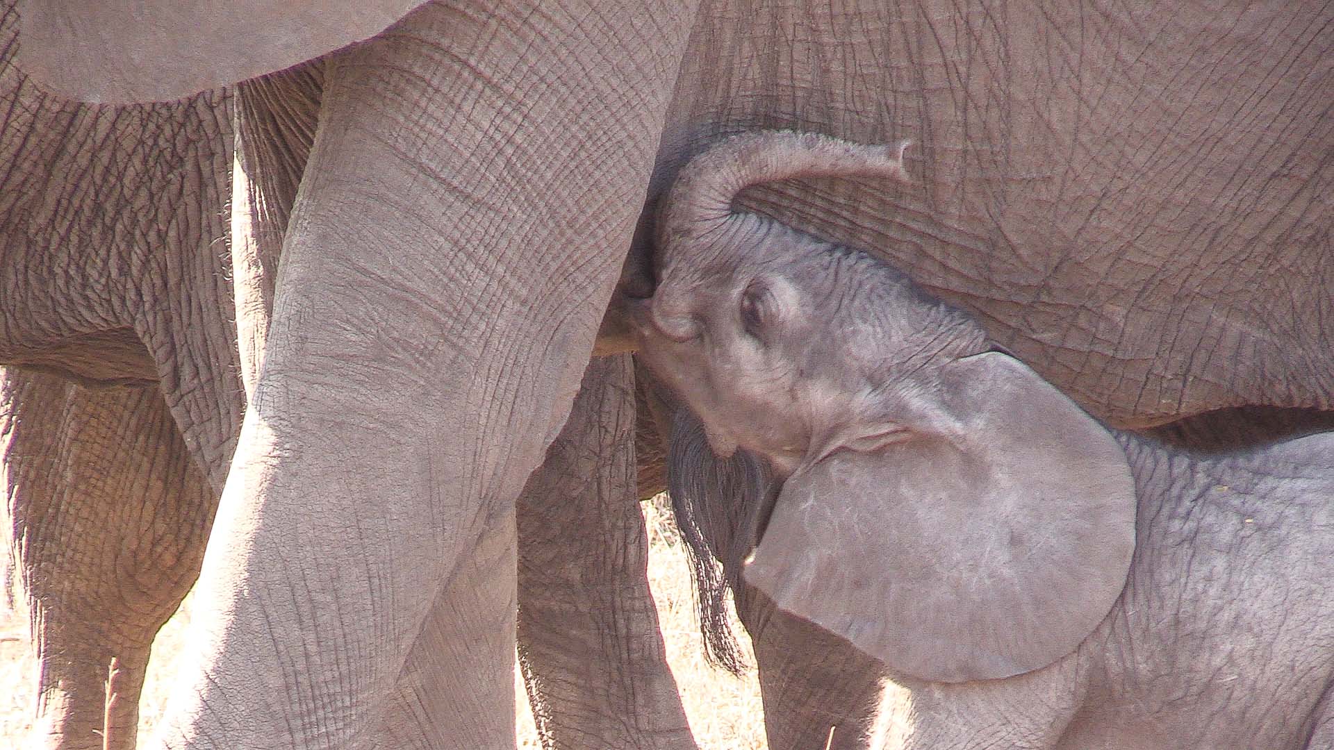 What do newborn elephants eat?