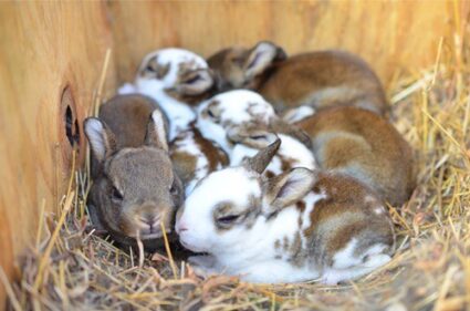 What do rabbits do with their babies after they are born?