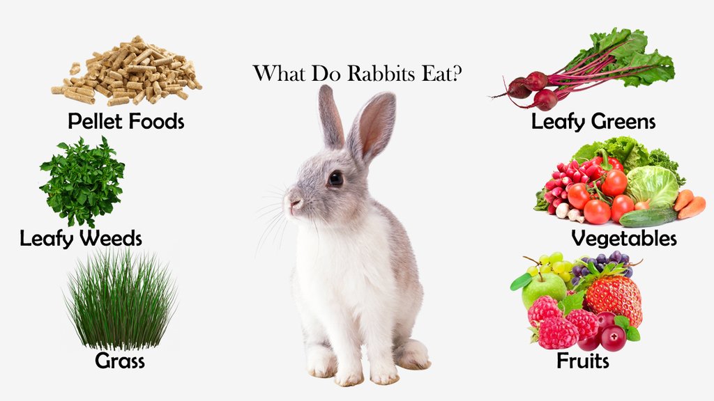 What do rabbits like to eat?